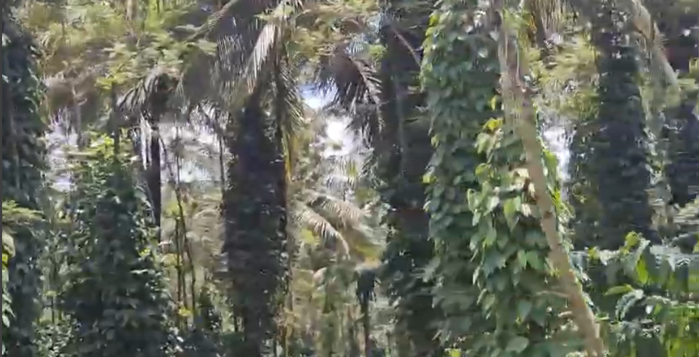  13 acre well maintained coffee estate for sale in Mudigere